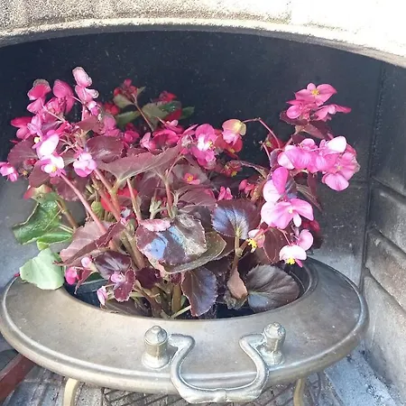 Domus Claudio Garden Apartamento Fiumicino