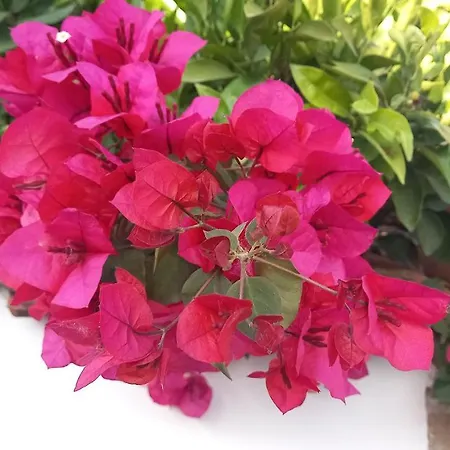 Domus Claudio Garden Apartamento