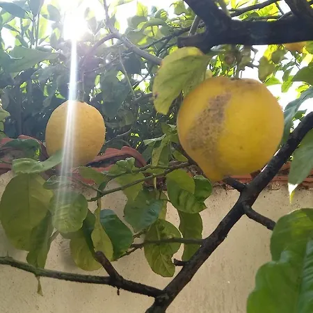 Domus Claudio Garden Apartamento